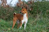 BASENJI 014